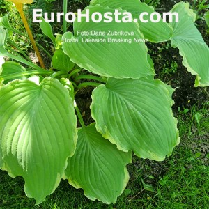 Hosta Lakeside Breaking News