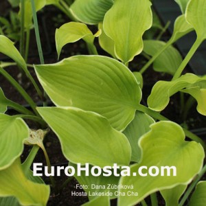 Hosta Lakeside Cha Cha - Eurohosta