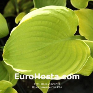 Hosta Lakeside Cha Cha - Eurohosta