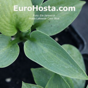 Hosta Lakeside Color Blue - Eurohosta