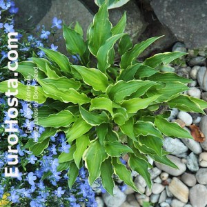 Hosta Lakeside Down Sized