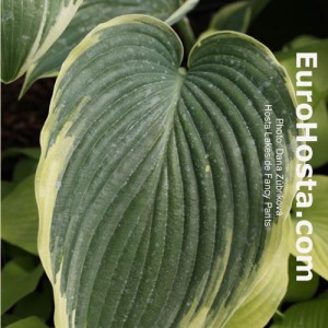 Hosta Lakeside Fancy Pants