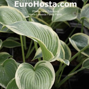 Hosta Lakeside Fancy Pants