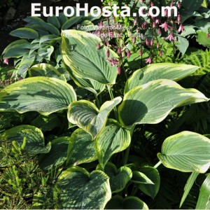 Hosta Lakeside Fancy Pants