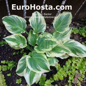 Hosta Lakeside Kaleidoscope - Eurohosta