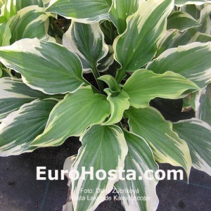 Hosta Lakeside Kaleidoscope - Eurohosta