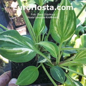 Hosta Lakeside Knickknack