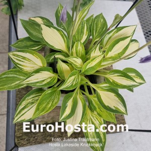 Hosta Lakeside Knickknack