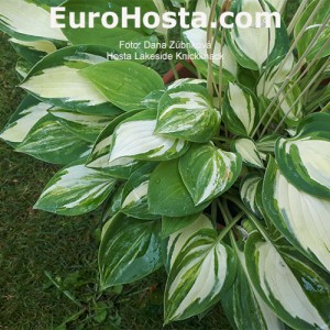 Hosta Lakeside Knickknack