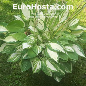 Hosta Lakeside Knickknack