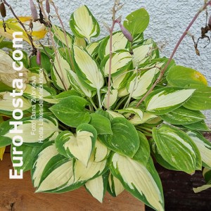 Hosta Lakeside Knickknack