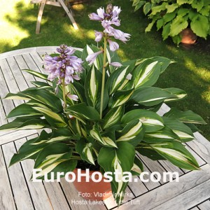 Hosta Lakeside Little Tuft - Eurohosta