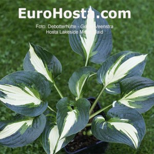 Hosta Lakeside Meter Maid