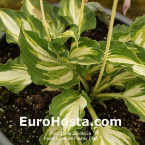 Hosta Lakeside Paisley Print - Eurohosta