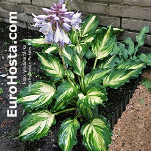 Hosta Lakeside Paisley Print - Eurohosta