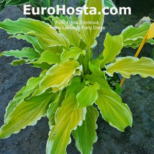 Hosta Lakeside Party dress