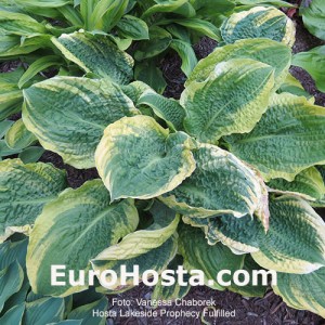 Hosta Lakeside Prophecy Fulfilled