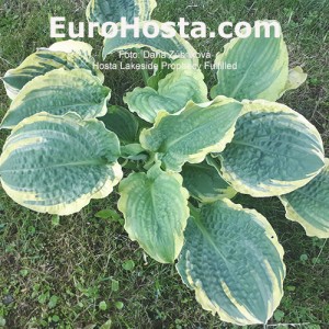 Hosta Lakeside Prophecy Fulfilled