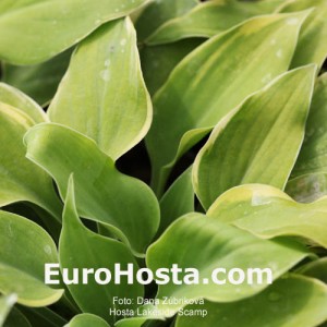 Hosta Lakeside Scamp