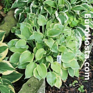 Hosta Lakeside Scamp