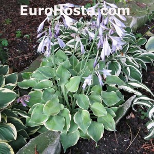 Hosta Lakeside Scamp