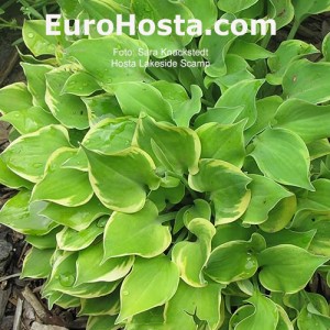 Hosta Lakeside Scamp