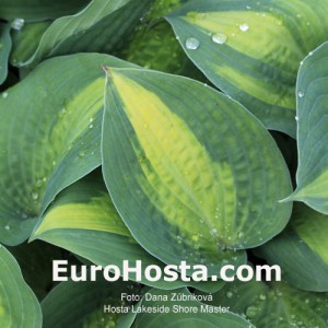 Hosta Lakeside Shore Master - Eurohosta