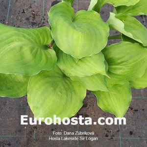 Hosta Lakeside Sir Logan