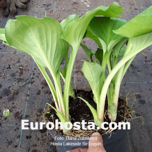 Hosta Lakeside Sir Logan