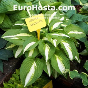 Hosta Lakeside Spellbinder