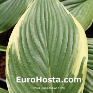 Hosta Lakeside Swan Pon