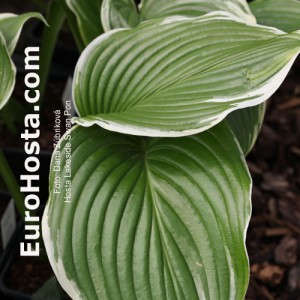 Hosta Lakeside Swan Pon