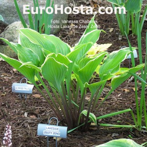 Hosta Lakeside Zesty Zeno - Eurohosta