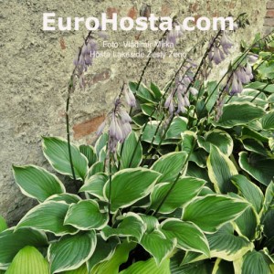 Hosta Lakeside Zesty Zeno - Eurohosta