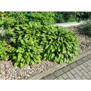 Hosta Lancifolia - Eurohosta