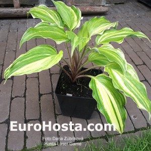 Hosta Laser Game