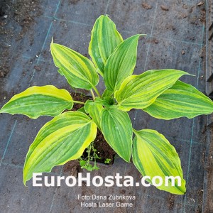 Hosta Laser Game