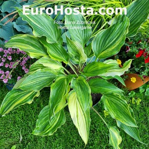 Hosta Laser Game