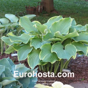 Hosta Leading Lady