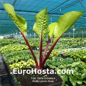 Hosta Lemon Snap