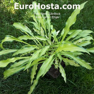 Hosta Lemon Zinger