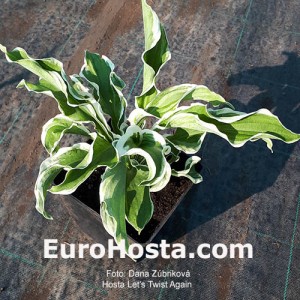 Hosta Hosta Let's Twist Again