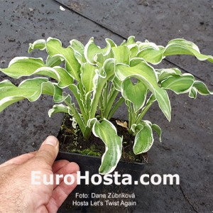 Hosta Hosta Let's Twist Again