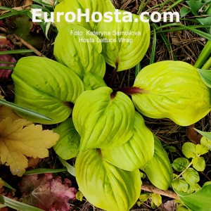 Hosta Lettuce Wrap