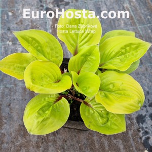 Hosta Lettuce Wrap