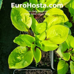 Hosta Lettuce Wrap