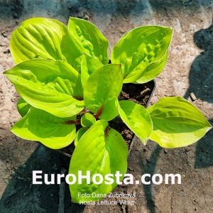 Hosta Lettuce Wrap