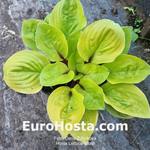 Hosta Lettuce Wrap