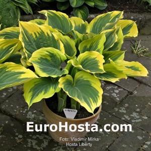 Hosta Liberty - Eurohosta