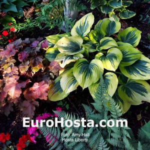 Hosta Liberty - Eurohosta